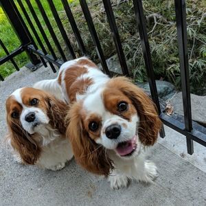 Meet your Posher, Abigail